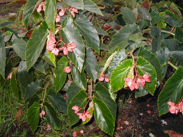 B. ‘Pretty n Pink’